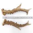 Deer antlers Pair of deer antlers 2 pieces Length 19 cm...