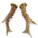 Reehoorns Reehoorns Paar 2 stuks Lengte 19 cm 14.2.477