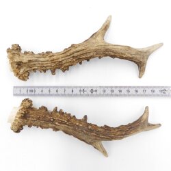 Reehoorns Reehoorns Paar 2 stuks Lengte 19 cm 14.2.477