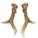 Deer antlers Pair of deer antlers 2 pieces Length 20 cm...