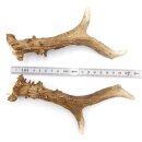 Deer antlers Pair of deer antlers 2 pieces Length 20 cm...