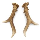 Astas de ciervo, par de astas, 2 unidades, longitud 20 cm, 14.2.478