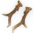 Astas de ciervo, par de astas, 2 unidades, longitud 20 cm, 14.2.478
