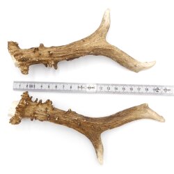 Astas de ciervo, par de astas, 2 unidades, longitud 20 cm, 14.2.478