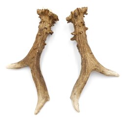 Astas de ciervo, par de astas, 2 unidades, longitud 20 cm, 14.2.478