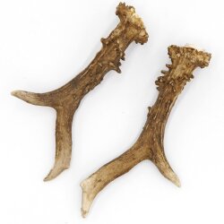 Astas de ciervo, par de astas, 2 unidades, longitud 20 cm, 14.2.478