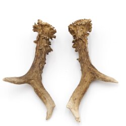 Astas de ciervo, par de astas, 2 unidades, longitud 20 cm, 14.2.478