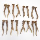 Deer antlers 8 pairs of antlers L 15-18 cm for hobbyists...