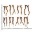Deer antlers 8 pairs of antlers L 15-18 cm for hobbyists...