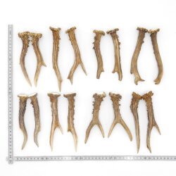 Rehstangen 8 Paar Stangen L 15-18 cm für Bastler Gehörne Rehgeweihe Geweih Stange 14.3.134