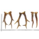 Deer antlers 3 pairs of older antlers L 19-21 cm Horns...