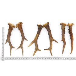 Rehstangen 3 Paar ältere Stangen L 19-21 cm Gehörne Rehgeweihe Geweih Stange 14.3.136