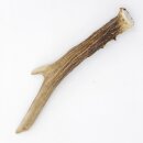 Reehoorn Lengte 16 cm Reehoorn Reehoorn Reehoorn 14.1.285