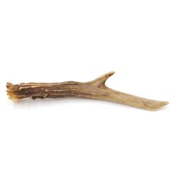 Reehoorn Lengte 16 cm Reehoorn Reehoorn Reehoorn 14.1.285