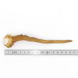 Deer antler length 17 cm Deer antler pole Deer antler pole Antlers 14.1.286