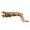 Reehoorn lengte 12 cm Reehoorn Reehoorn Reehoorn 14.1.287