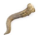 Reehoorn lengte 12 cm Reehoorn Reehoorn Reehoorn 14.1.287