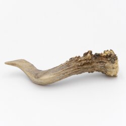 Reehoorn lengte 12 cm Reehoorn Reehoorn Reehoorn 14.1.287
