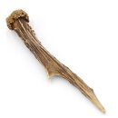 Corna di capriolo Lunghezza 18 cm Corna di capriolo Corna di capriolo Corna 14.1.290