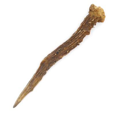 Deer antler length 17 cm Deer antler pole Deer antler pole Deer antlers Antlers 14.1.292