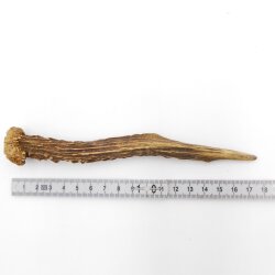 Deer antler length 17 cm Deer antler pole Deer antler pole Deer antlers Antlers 14.1.292
