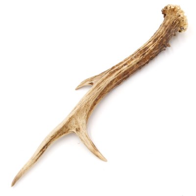 Deer antler length 20 cm Deer antler pole Deer antlers Antlers 14.1.295