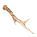 Deer antler length 20 cm Deer antler pole Deer antlers Antlers 14.1.295