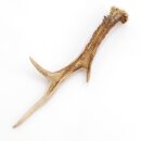 Deer antler length 20 cm Deer antler pole Deer antlers Antlers 14.1.295