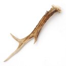 Deer antler length 20 cm Deer antler pole Deer antlers Antlers 14.1.295