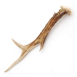 Deer antler length 20 cm Deer antler pole Deer antlers Antlers 14.1.295
