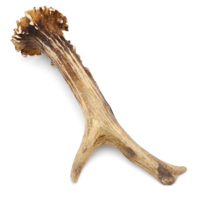 Reehoorn lengte 17 cm Reehoorn Reehoorn Reehoorn 14.1.297