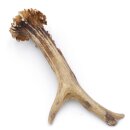 Reehoorn lengte 17 cm Reehoorn Reehoorn Reehoorn 14.1.297