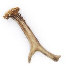 Reehoorn lengte 17 cm Reehoorn Reehoorn Reehoorn 14.1.297
