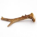 Reehoorn lengte 17 cm Reehoorn Reehoorn Reehoorn 14.1.297