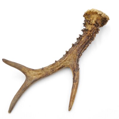 Reehoorn lengte 21 cm Reehoorn Reehoorn Reehoorn 14.1.299
