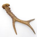 Reehoorn lengte 21 cm Reehoorn Reehoorn Reehoorn 14.1.299