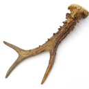 Reehoorn lengte 21 cm Reehoorn Reehoorn Reehoorn 14.1.299