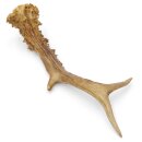 Reehoorn lengte 21 cm Reehoorn Reehoorn Reehoorn 14.1.304