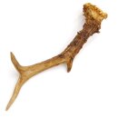 Reehoorn lengte 21 cm Reehoorn Reehoorn Reehoorn 14.1.304