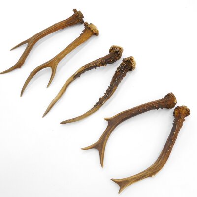 Deer antlers 3 pairs of antlers L 17-21 cm Horns Deer antlers Antler 14.3.138