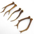 Deer antlers 3 pairs of antlers L 17-21 cm Horns Deer antlers Antler 14.3.138