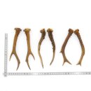 Deer antlers 3 pairs of antlers L 17-21 cm Horns Deer antlers Antler 14.3.138