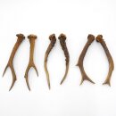 Deer antlers 3 pairs of antlers L 17-21 cm Horns Deer antlers Antler 14.3.138
