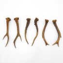 Deer antlers 3 pairs of antlers L 17-21 cm Horns Deer antlers Antler 14.3.138