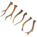Deer antlers 3 pairs of antlers L 17-21 cm Horns Deer antlers Antler 14.3.138