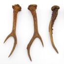 Deer antlers 3 pairs of antlers L 17-21 cm Horns Deer antlers Antler 14.3.138