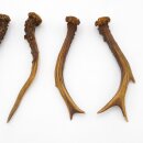 Deer antlers 3 pairs of antlers L 17-21 cm Horns Deer antlers Antler 14.3.138