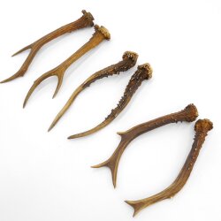 Deer antlers 3 pairs of antlers L 17-21 cm Horns Deer antlers Antler 14.3.138