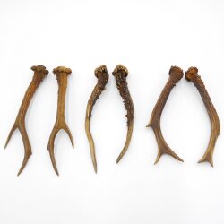 Deer antlers 3 pairs of antlers L 17-21 cm Horns Deer antlers Antler 14.3.138