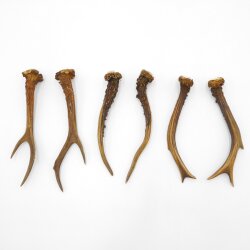 Deer antlers 3 pairs of antlers L 17-21 cm Horns Deer antlers Antler 14.3.138